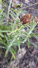 Chrysocephalum baxteri, photograph author not stated, no rights reserved