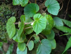 Begonia hirtella