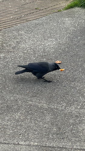 Eurasian Jackdaw