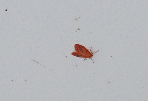 Rosy Footman