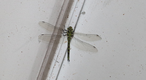 Southern Hawker