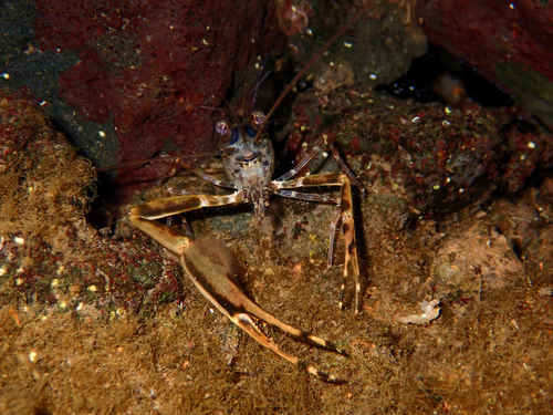 Macrobrachium grandimanus observed 2026-09-20