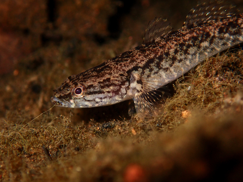Eleotris sandwicensis observed 2026-09-20