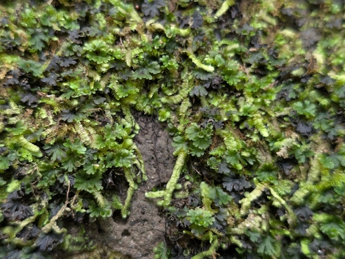Acrolejeunea sandvicensis observed 2026-09-20