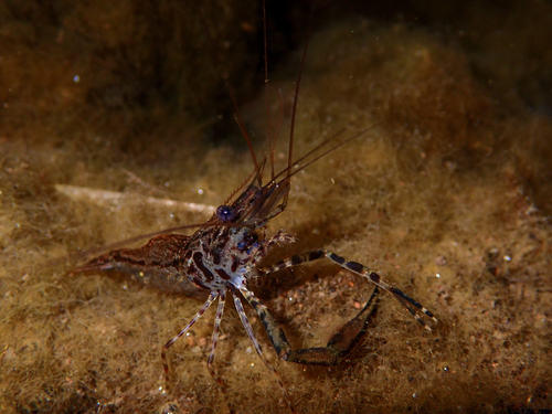 Macrobrachium grandimanus observed 2026-09-20