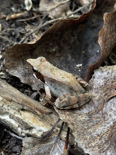 Italian Agile Frog