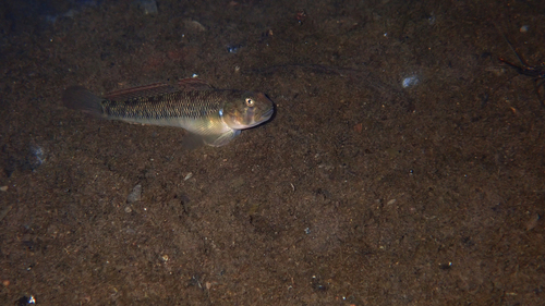 Stenogobius, 2026-09-20
