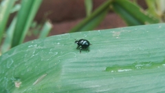 Canthidium