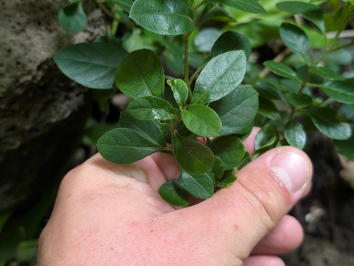 Barleria repens observed 2026-09-20