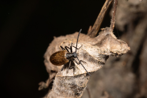 Rough-haired Lagria Beetle