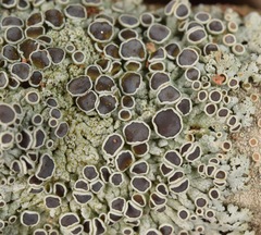 Physcia pumilior