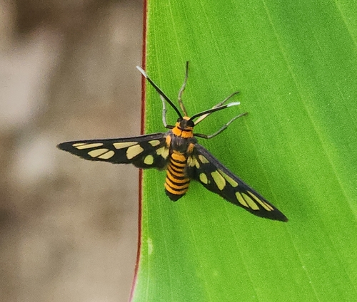 Hübner's Wasp Moth photo 3