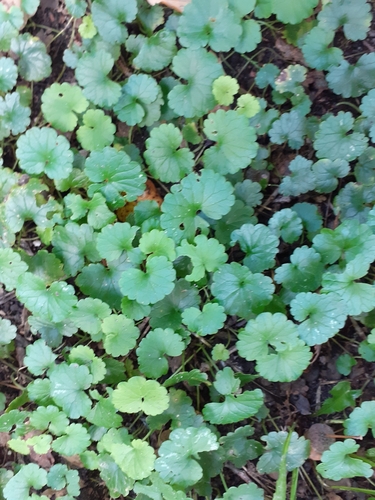 ground-ivy
