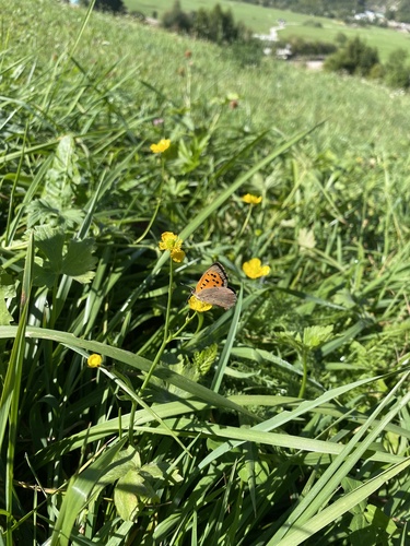 Small Copper