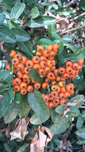 Firethorn