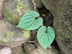 Dioscorea bulbifera