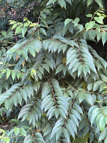 Tetradium glabrifolium observed 2026-09-21