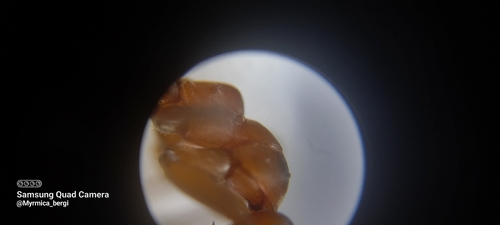 Formica polyctena
