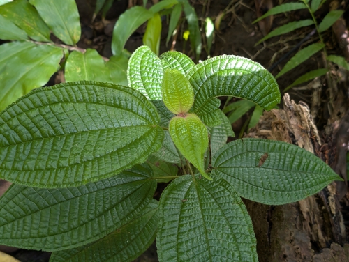 Miconia crenata