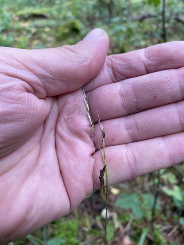 Giant Fescue