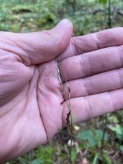 author not stated, no rights reserved Lolium giganteum, photograph author not stated, no rights reserved