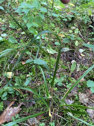 Lolium giganteum, photograph 4