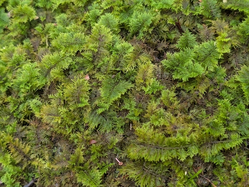 Thuidium cymbifolium, 2026-09-20