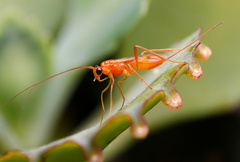 Macrocentrinae