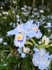 Iris japonica