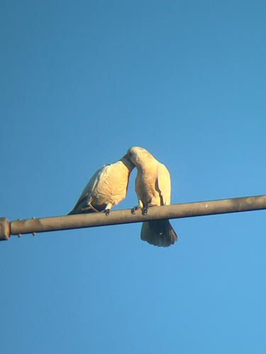 Little Corella