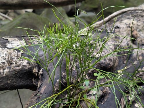 Psilotum nudum observed 2026-09-20