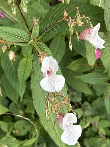 Himalayan balsam