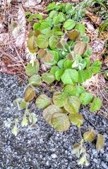 Desmodium rotundifolium
