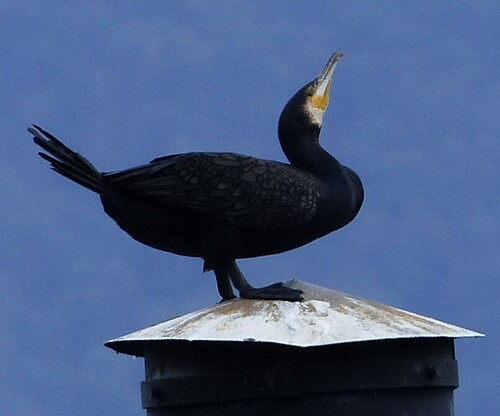 Great Cormorant