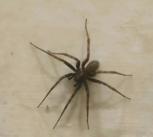 Barn Funnel Weaver