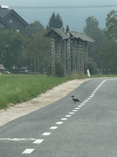 Hooded Crow