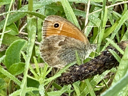 Small Heath