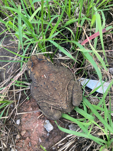 Asian Common Toad
