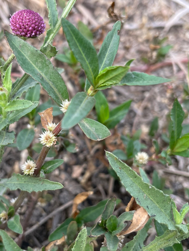 Alternanthera sessilis observed 2026-09-21