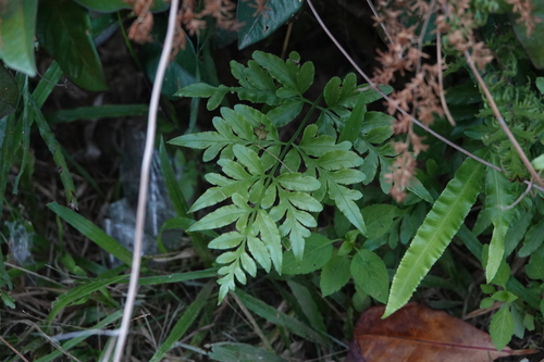 Pteris ensiformis observed 2026-09-17
