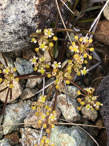 Anisotome filifolia observed 2026-09-20
