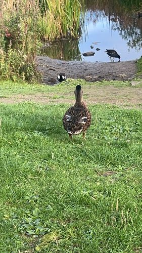 Mallard