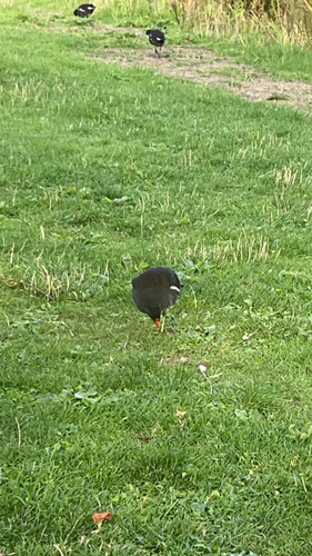 Eurasian Moorhen