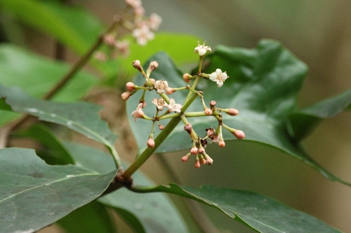 Ceodes umbellifera, photograph 3