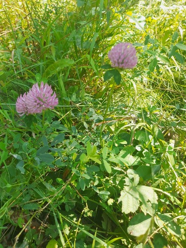Red Clover