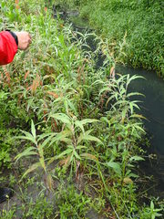 Persicaria lapathifolia lanata