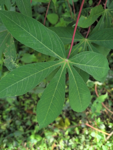 Cassava