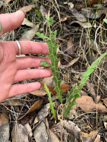 Acacia alata