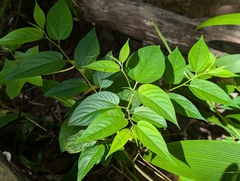 Trema orientale
