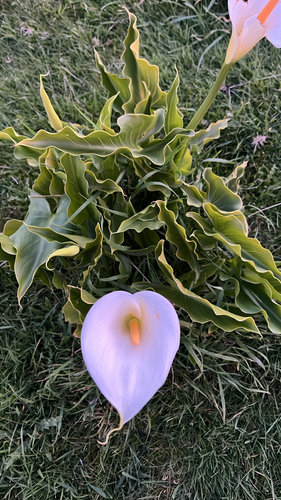 calla lily